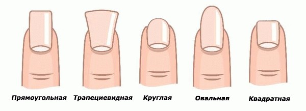 Типы ногтей в зависимости от их изгиба